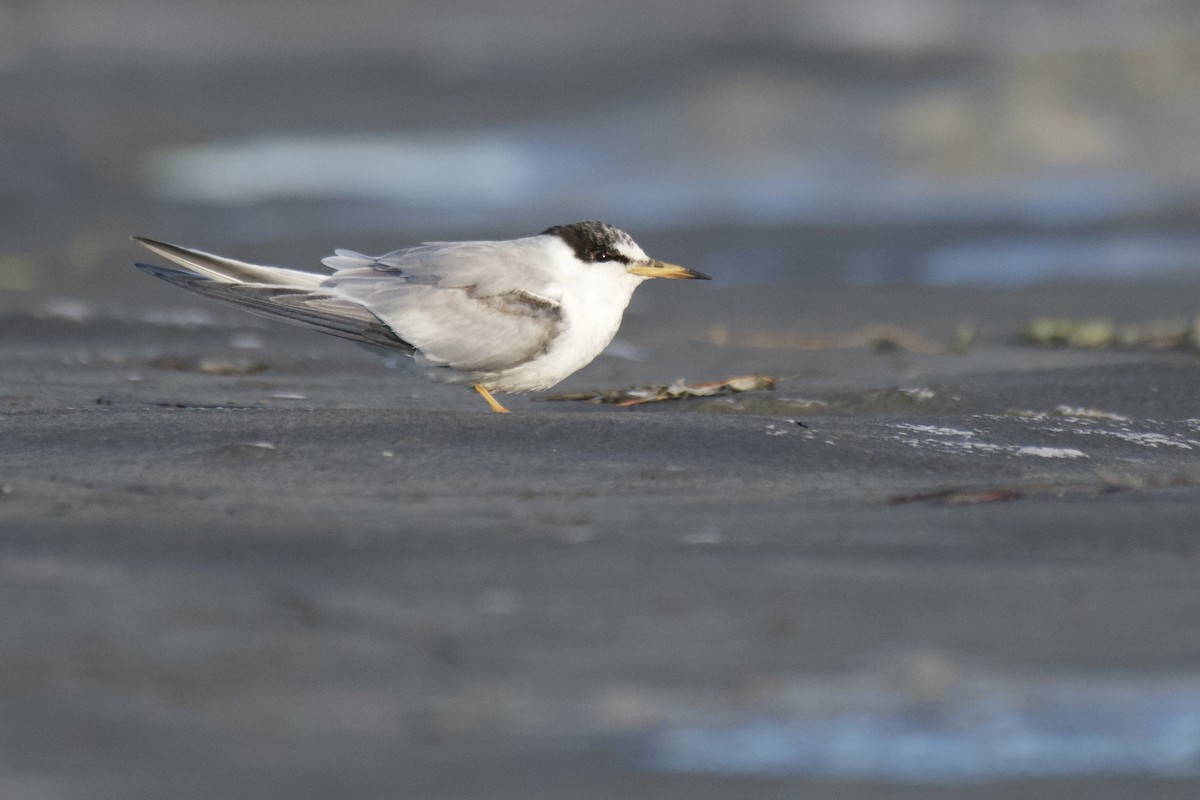 Least Tern - Josiah Verbrugge