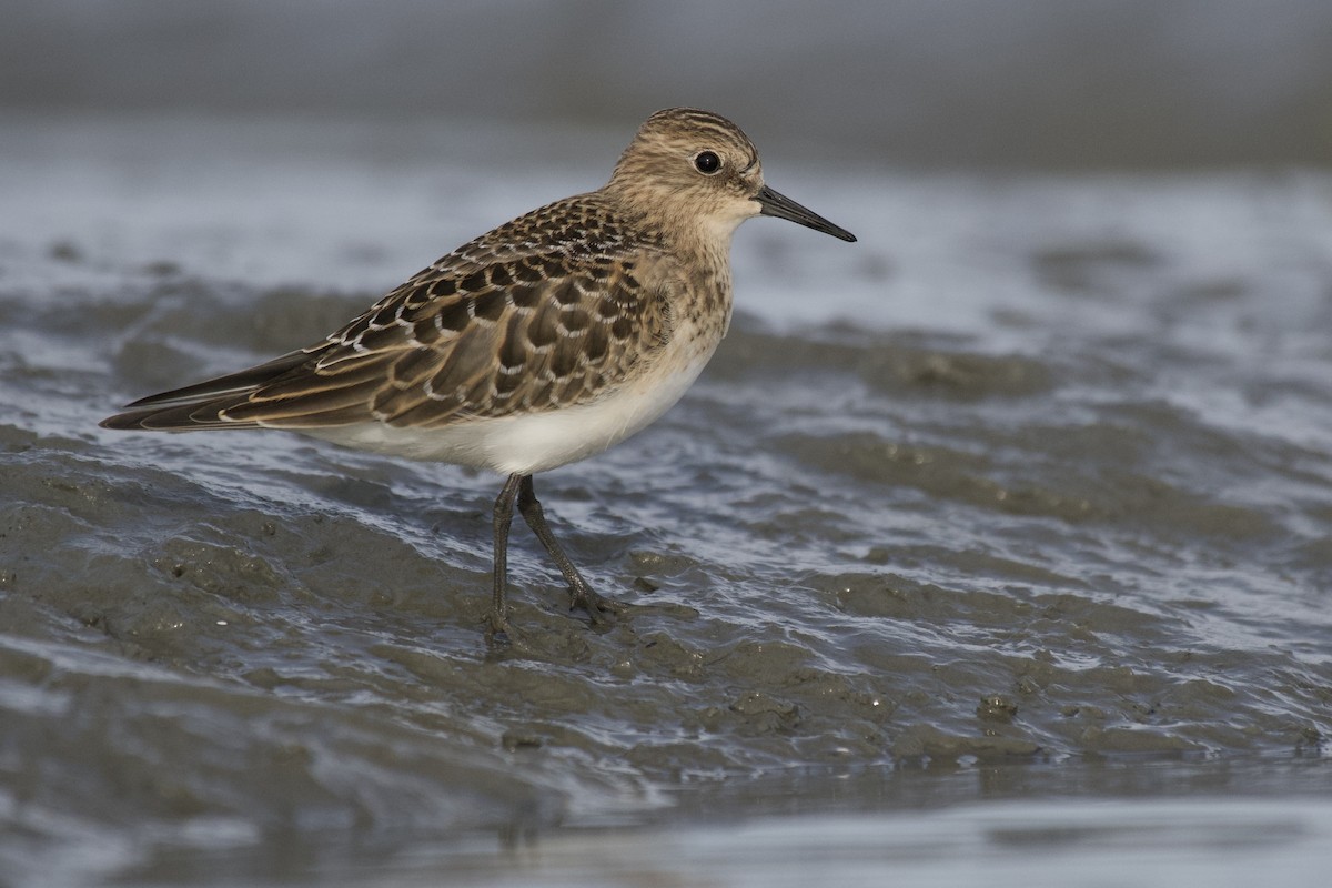 Baird's Sandpiper - ML470890891