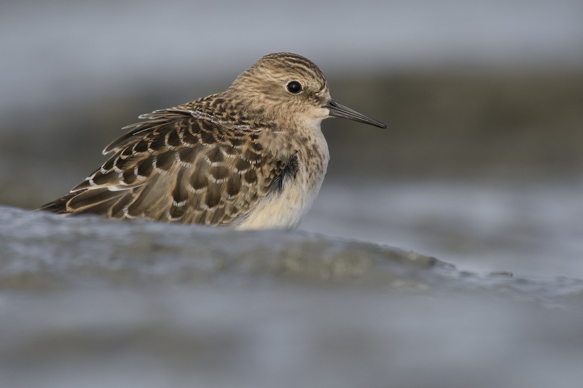 Baird's Sandpiper - ML470890901