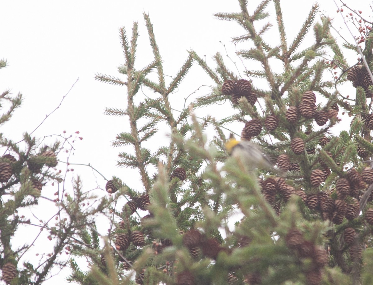 Black-throated Green Warbler - ML47089091
