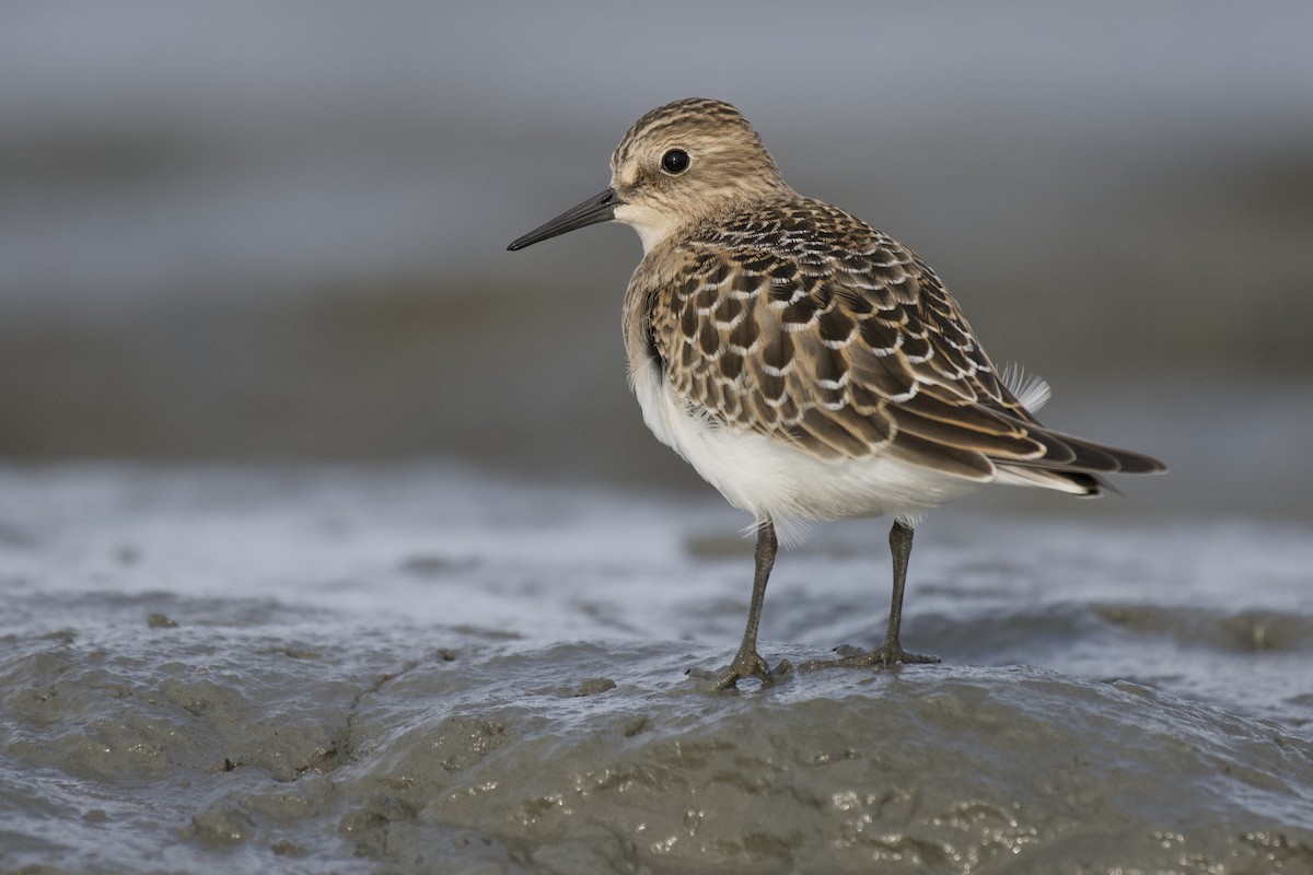 Baird's Sandpiper - ML470890911