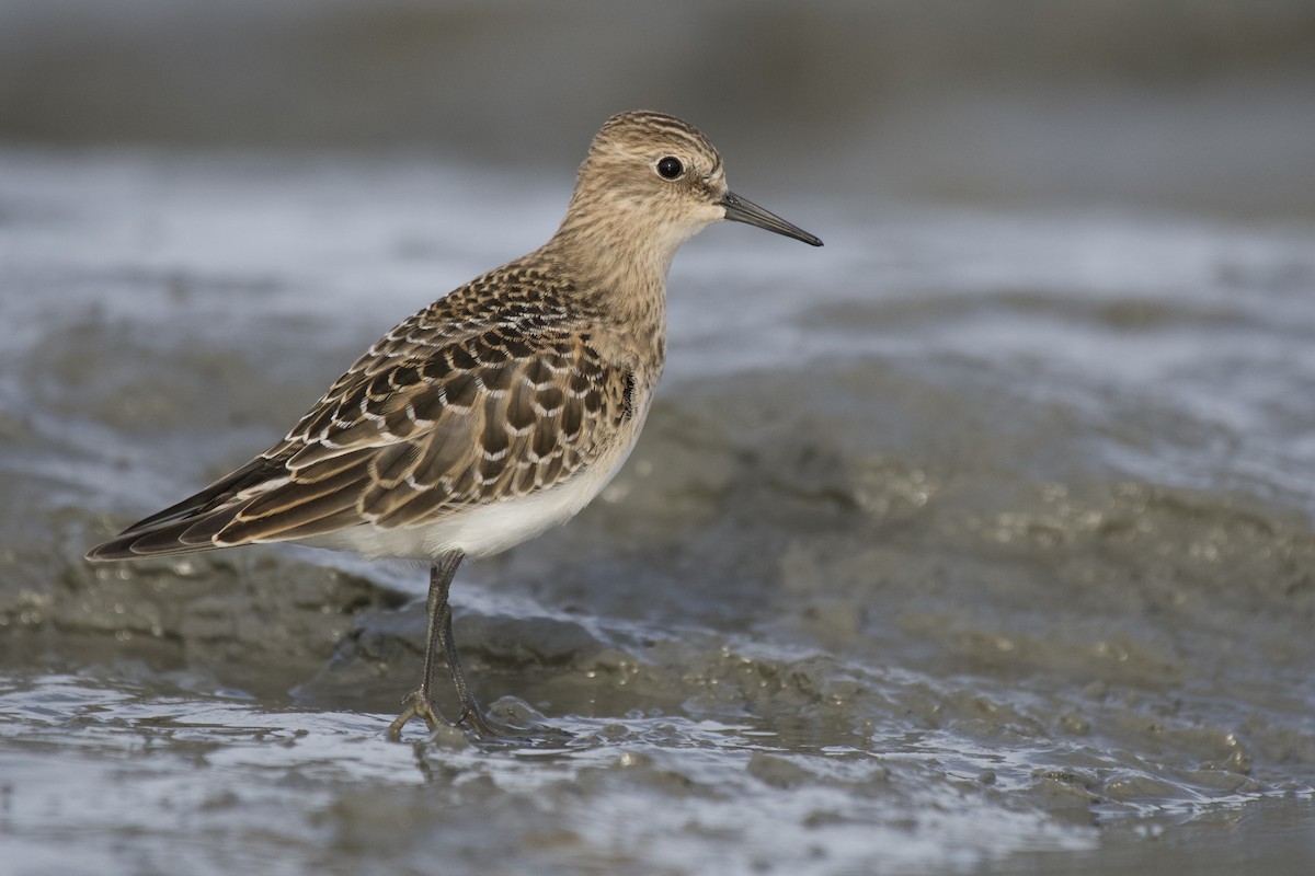 Baird's Sandpiper - ML470890921