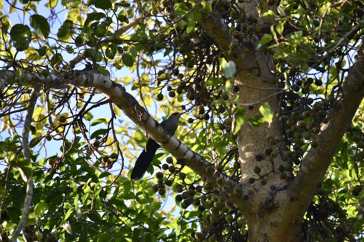 Green Malkoha - Malan Bothma