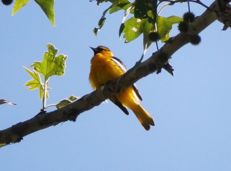 Bullock's Oriole - ML470891171