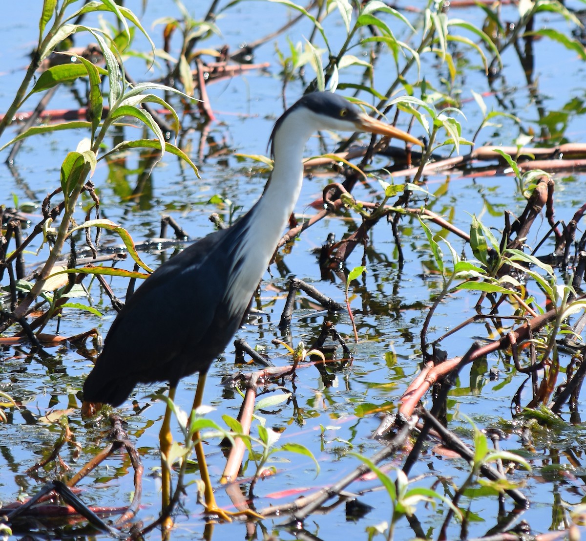 Pied Heron - Murray DELAHOY