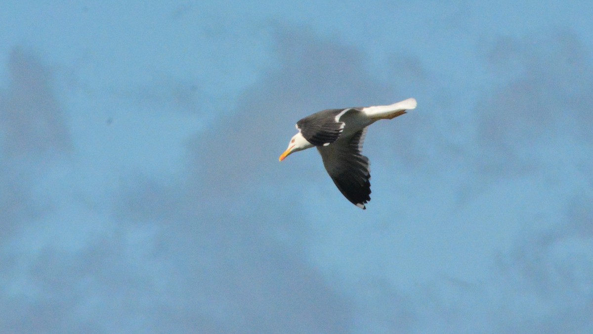 Lesser Black-backed Gull - ML470891831