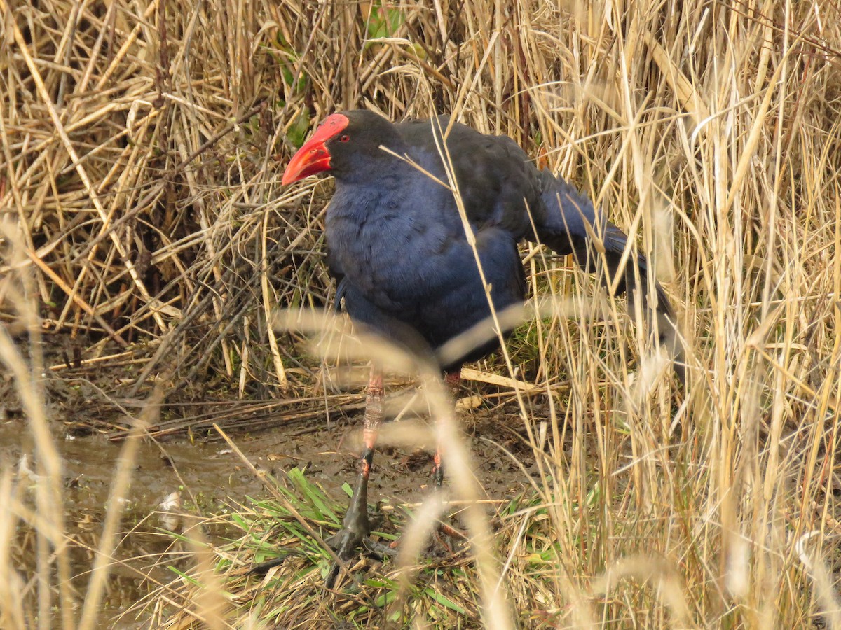 Australasian Swamphen - Jorge Peláez Blanco