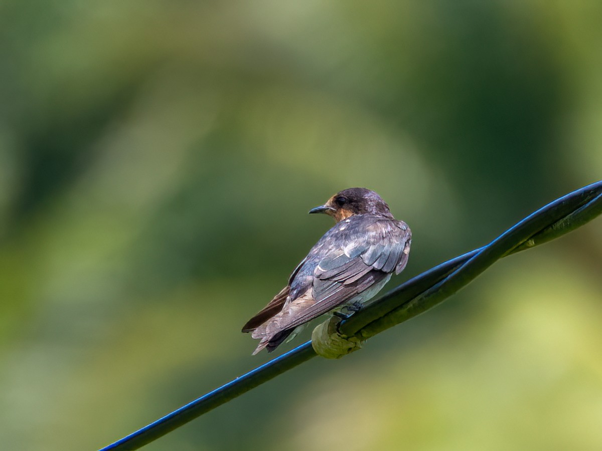 Pacific Swallow - ML470893461