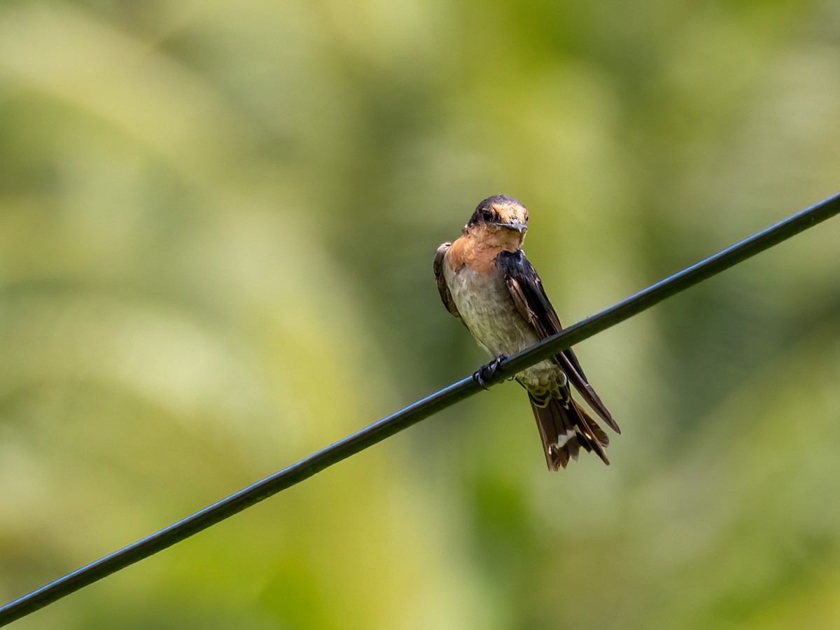 Pacific Swallow - ML470893471