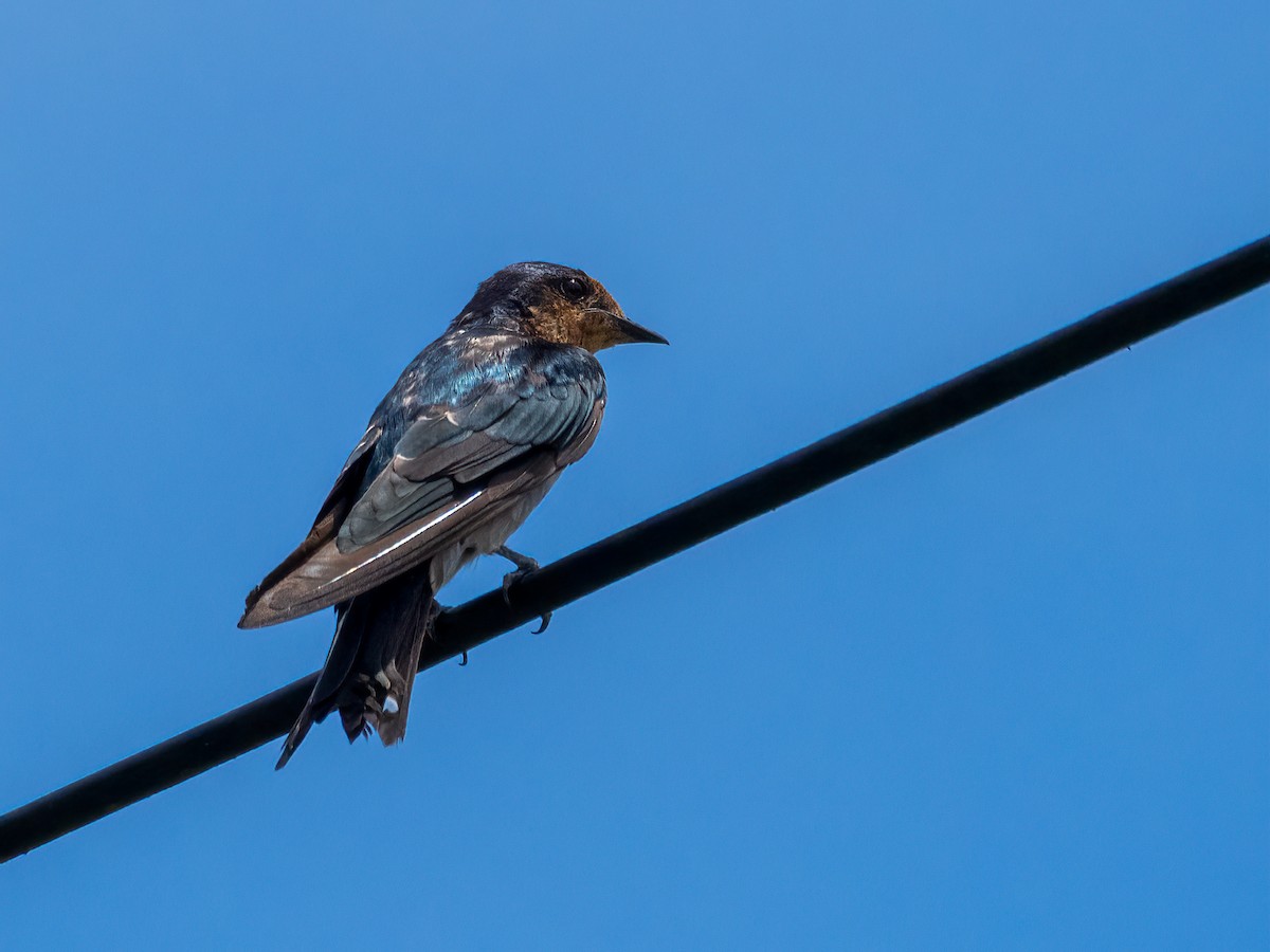Pacific Swallow - ML470893501