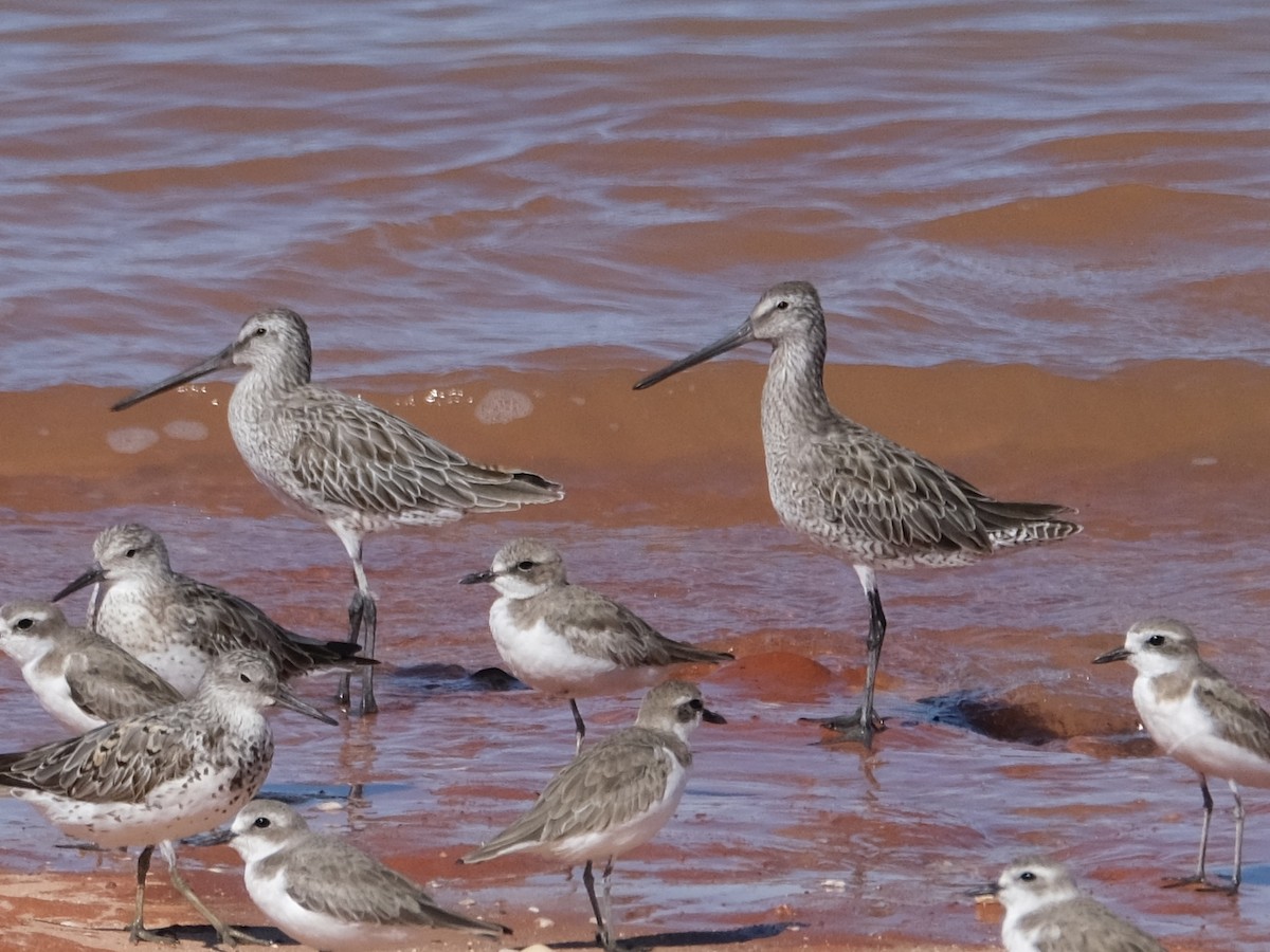 Asian Dowitcher - ML470893721