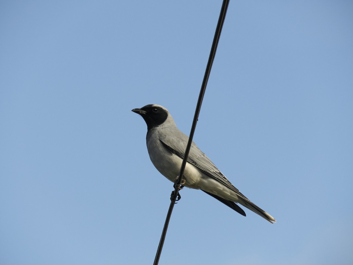 Black-faced Cuckooshrike - ML470894131