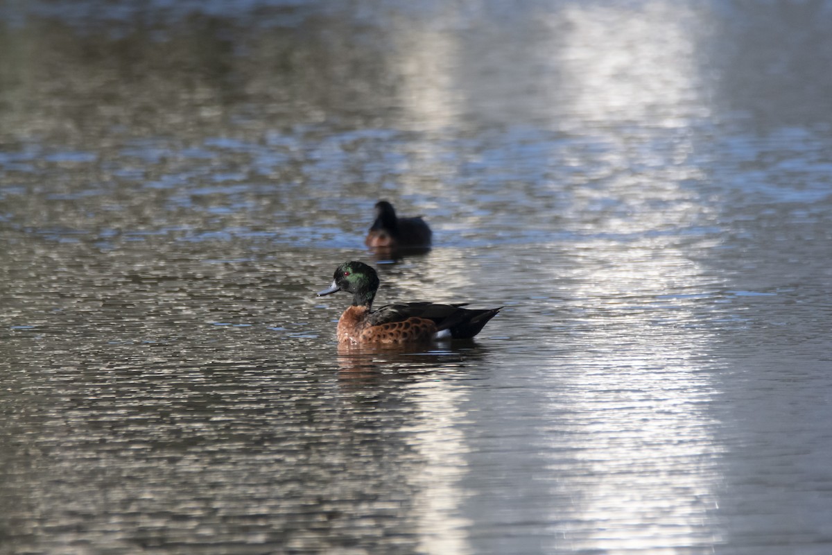 Chestnut Teal - Owen  Lawton