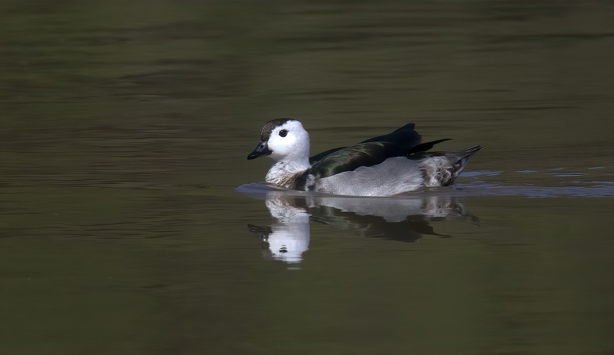 Cotton Pygmy-Goose - Tom Tarrant