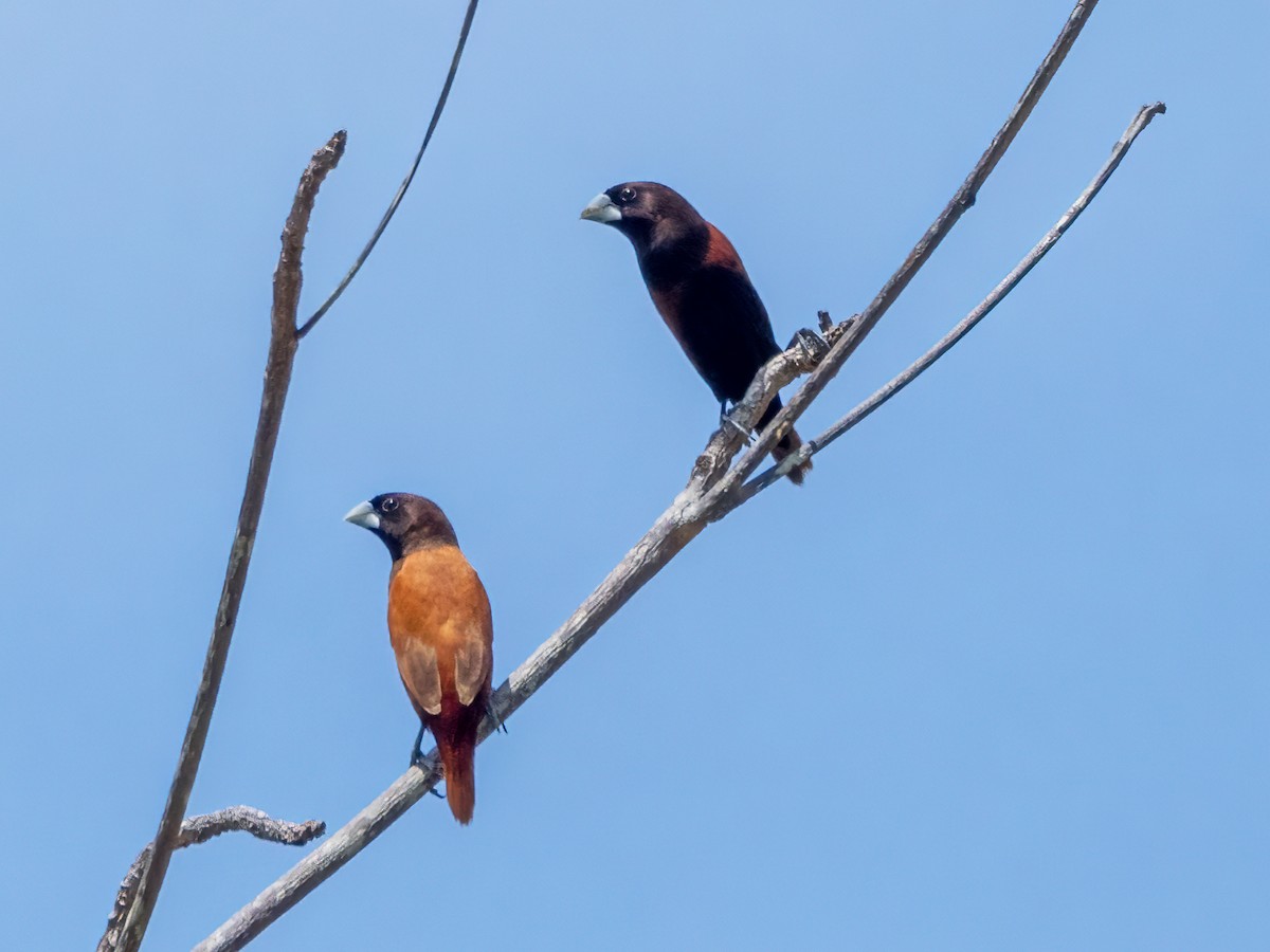 Chestnut Munia - ML470895691