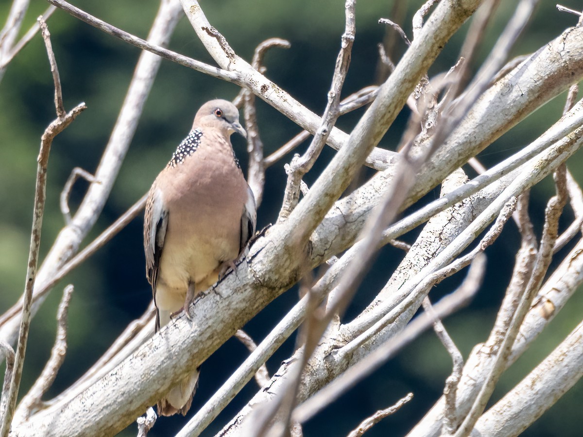 Spotted Dove - ML470895761