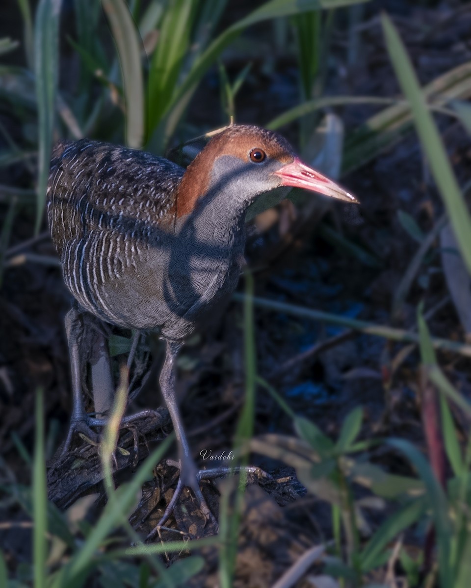 Slaty-breasted Rail - ML470895901