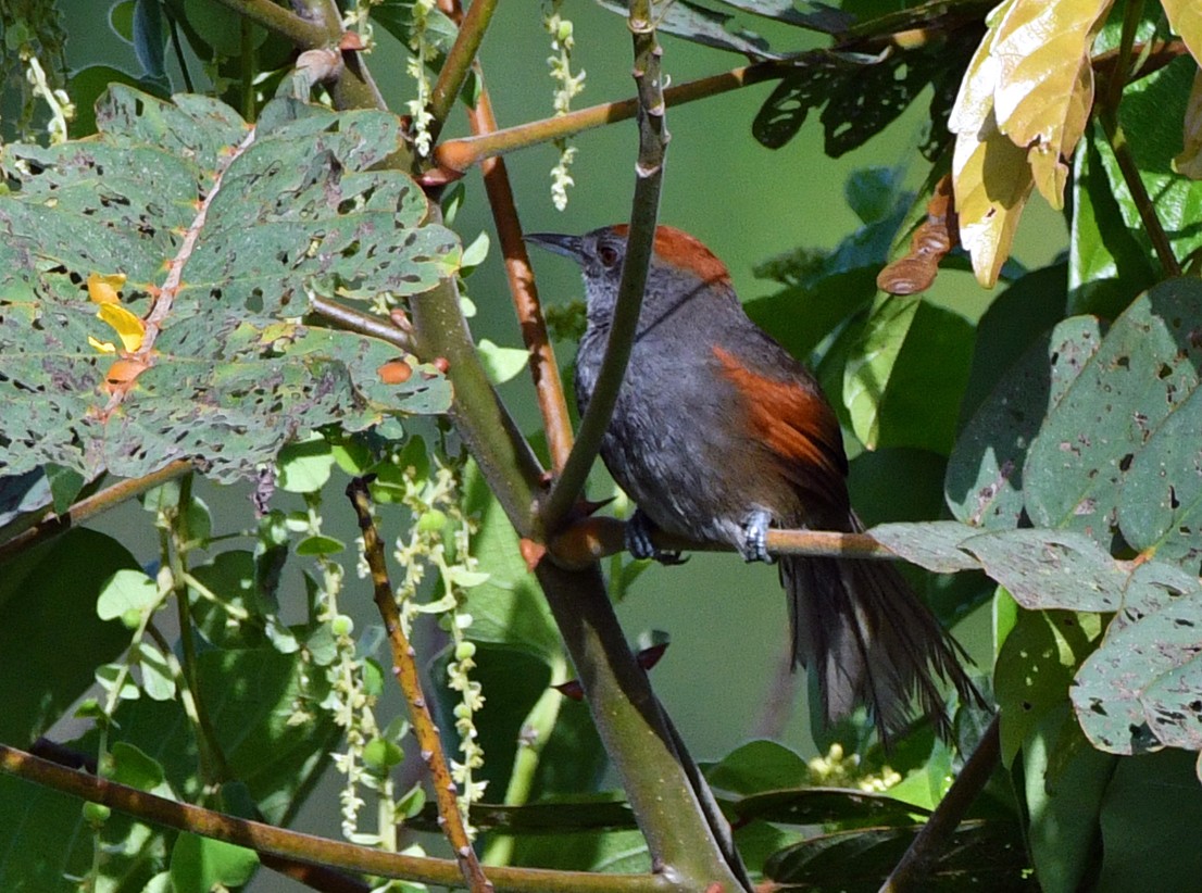 Slaty Spinetail - Brian Carruthers
