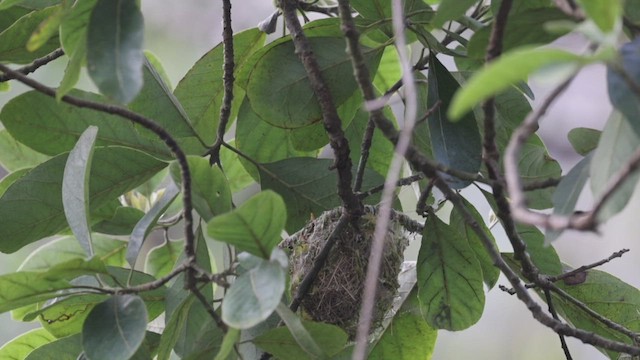 Swinhoe's White-eye - ML470898951