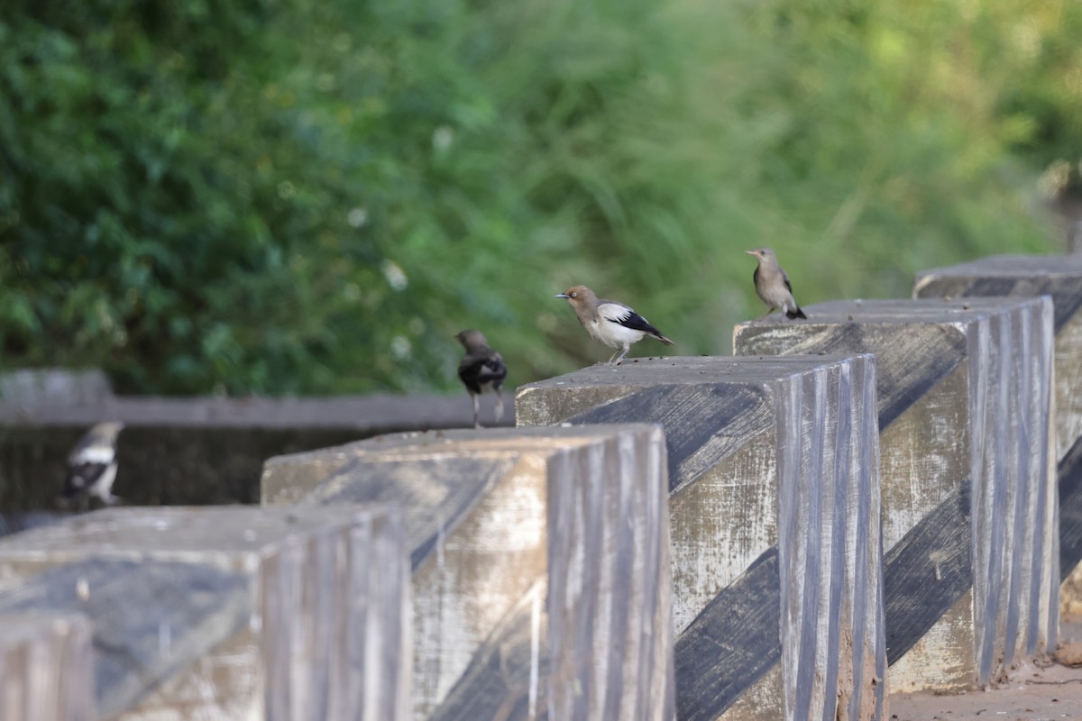 White-shouldered Starling - ML470899491