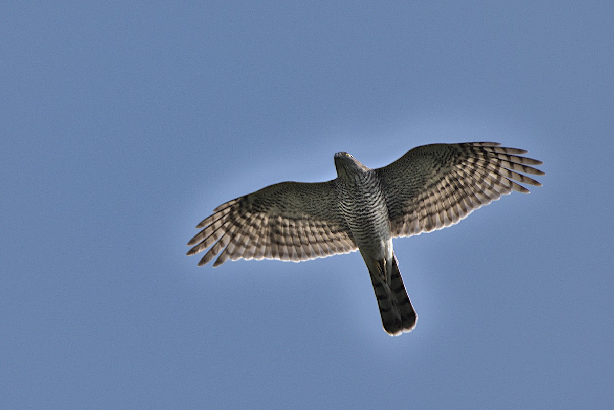 Eurasian Sparrowhawk - Harish Dobhal