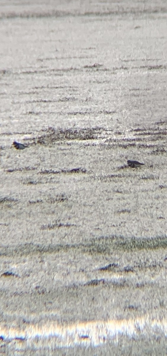 Double-banded Plover - ML470900531