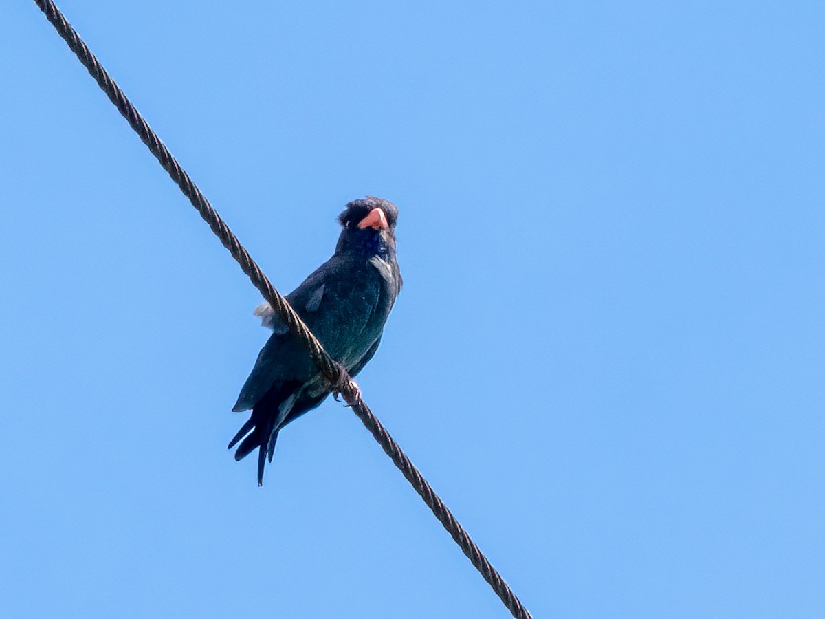 Dollarbird - ML470900701