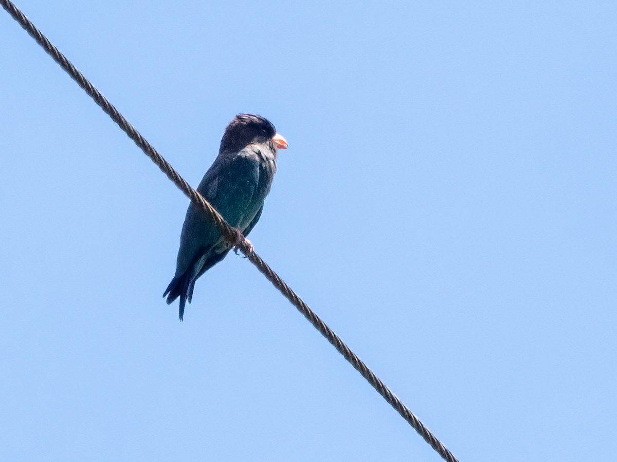 Dollarbird - ML470900711