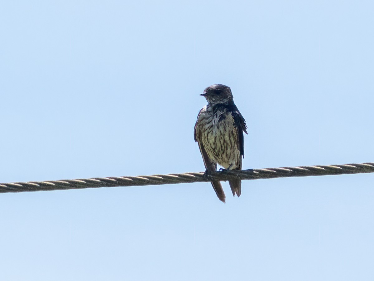 Striated Swallow - ML470900741