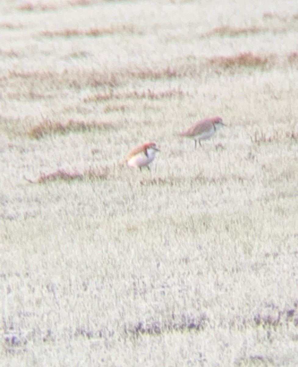 Red-capped Plover - ML470900751