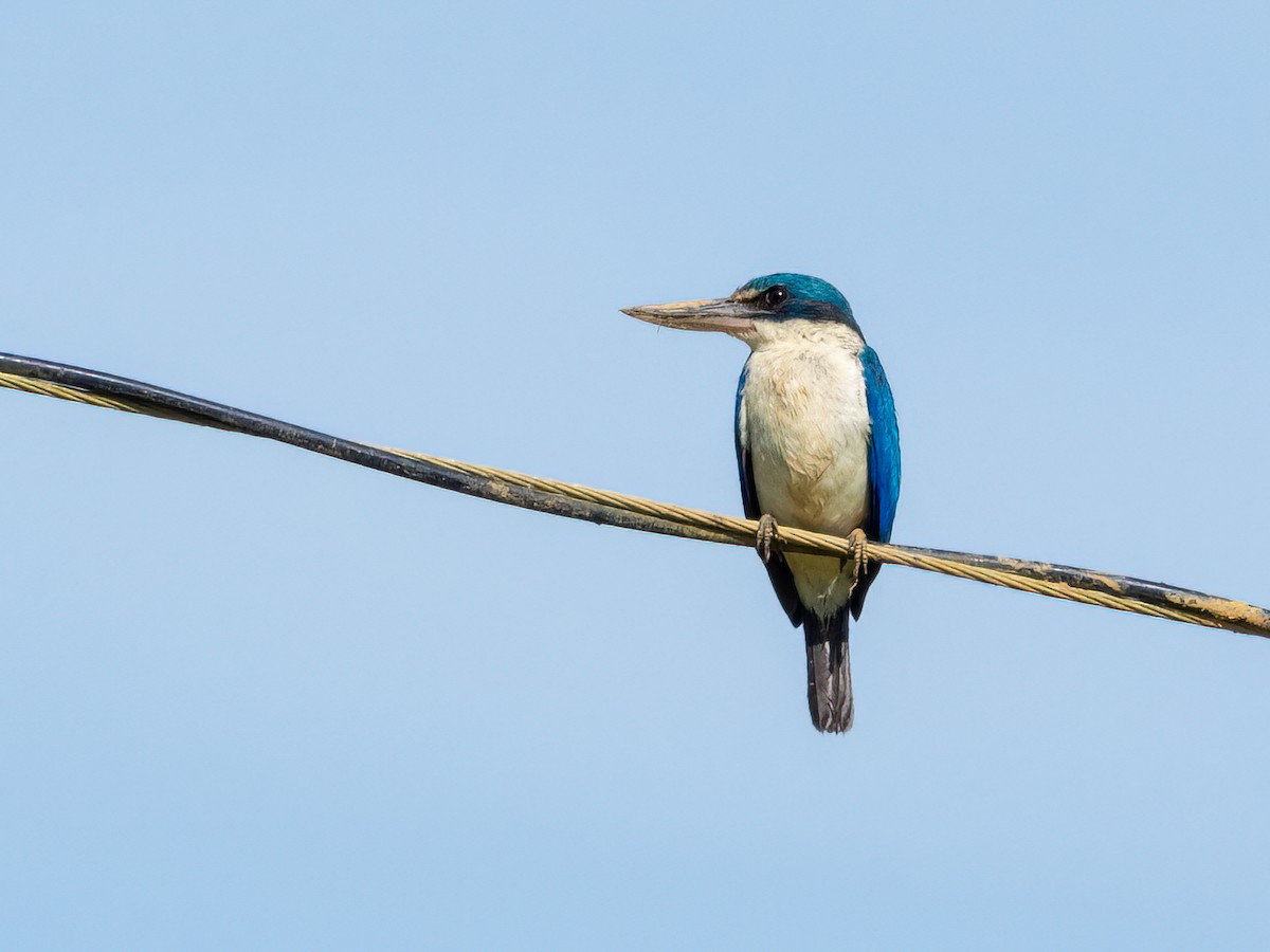 Collared Kingfisher (Collared) - ML470900761