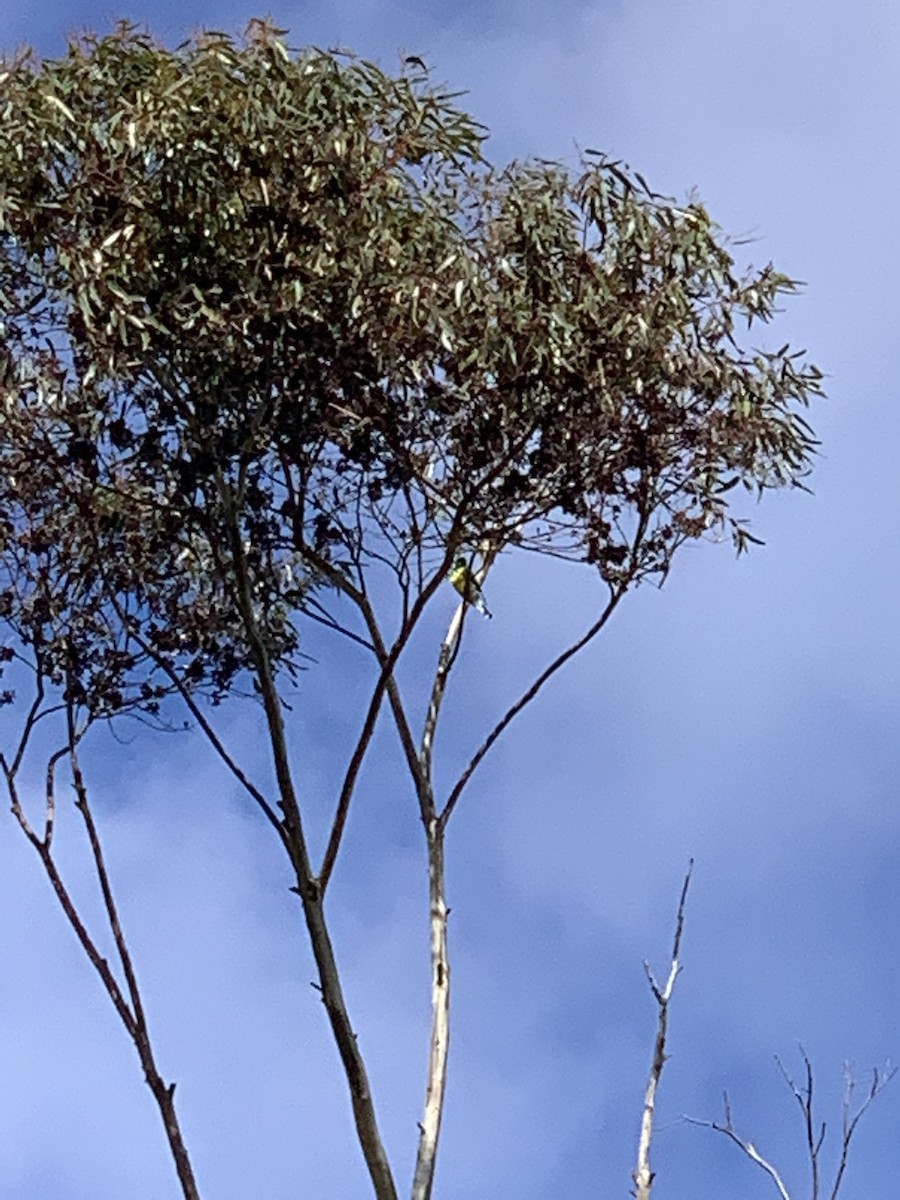 Red-rumped Parrot - ML470900961