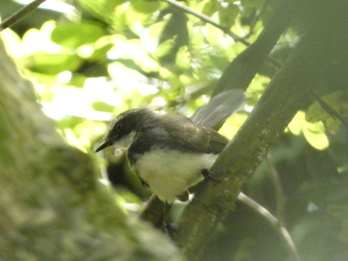 Philippine Pied-Fantail - ML470900971