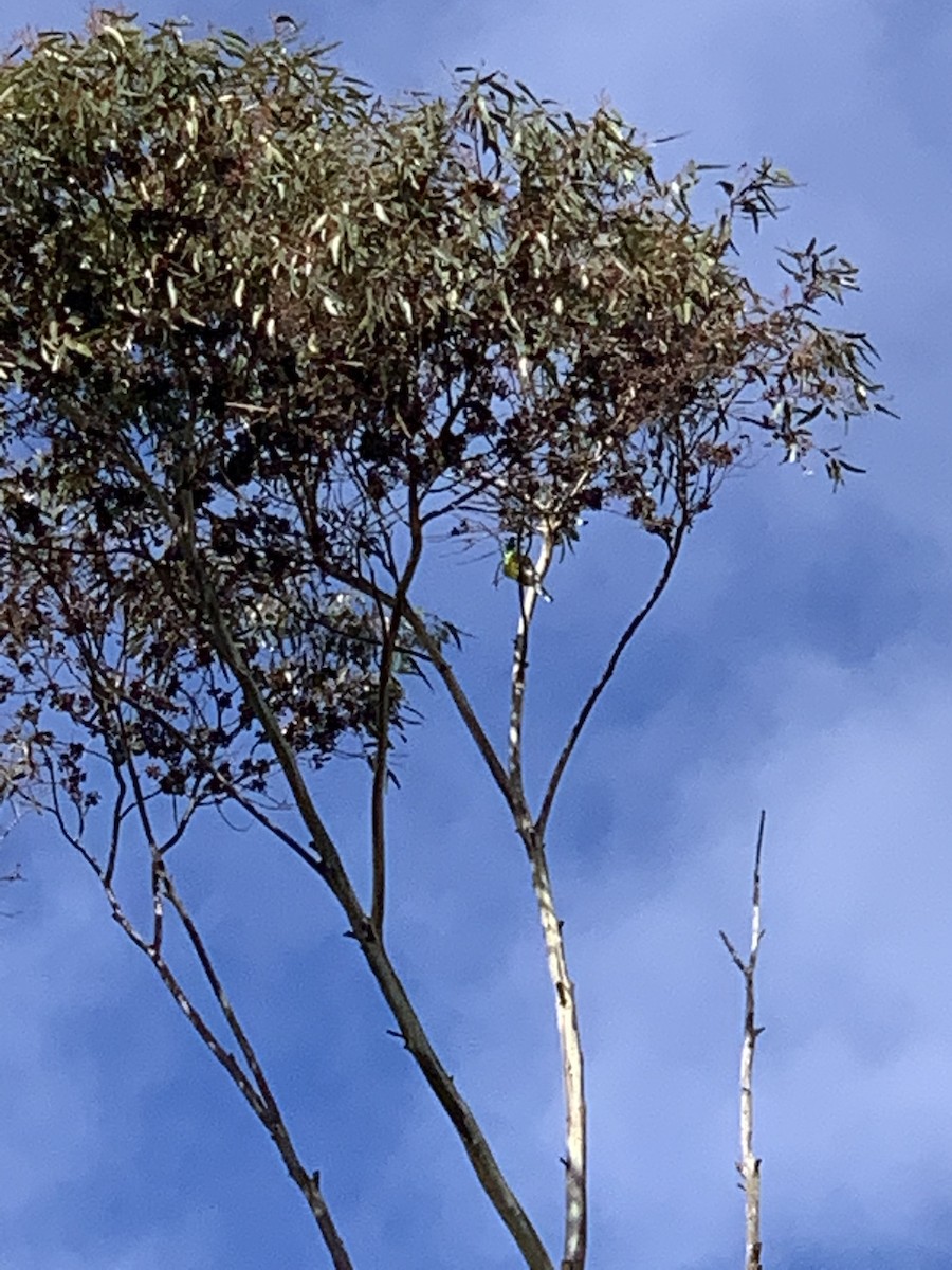 Red-rumped Parrot - ML470900991