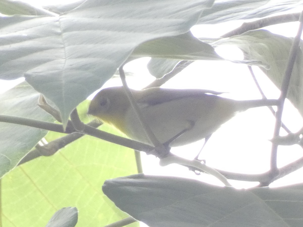 Lowland White-eye - ML470901021