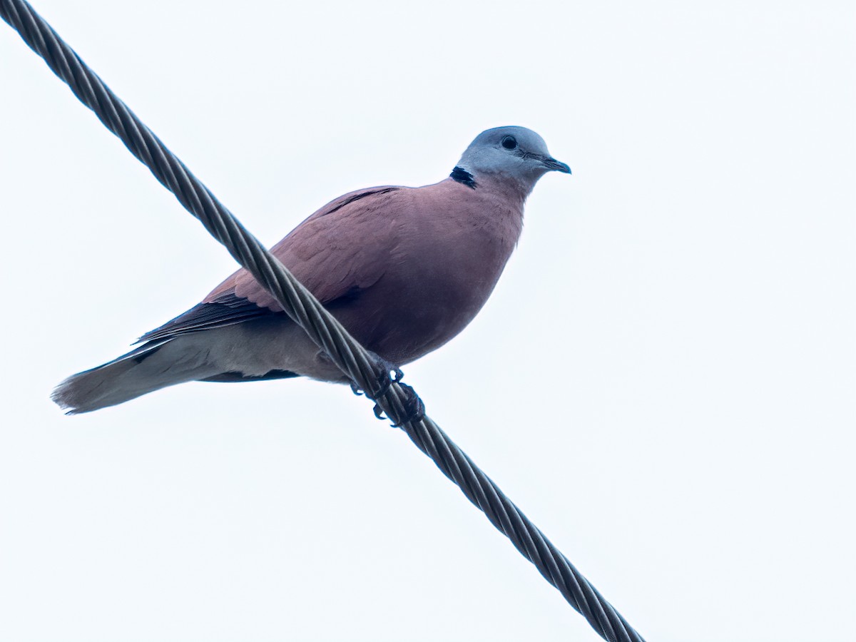 Red Collared-Dove - ML470901451