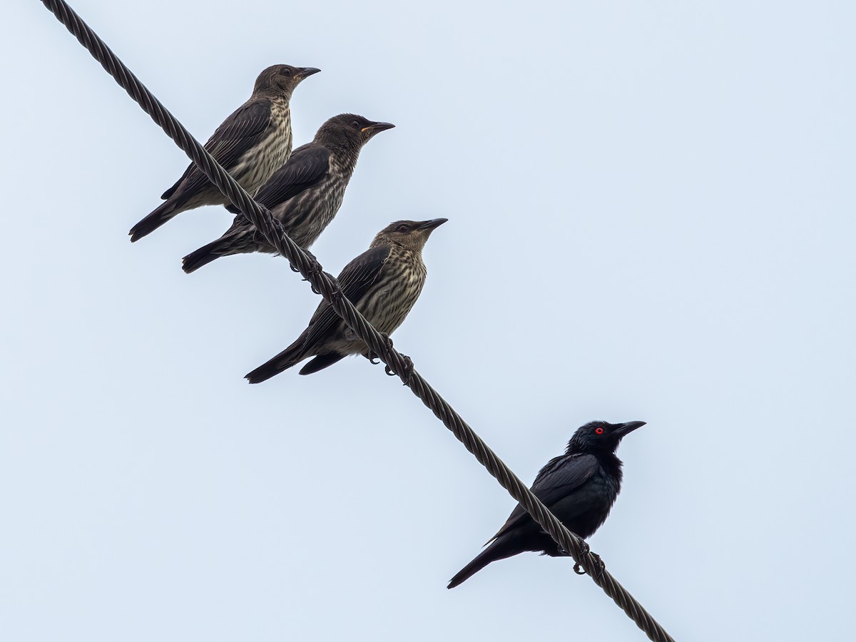 Asian Glossy Starling - ML470901521