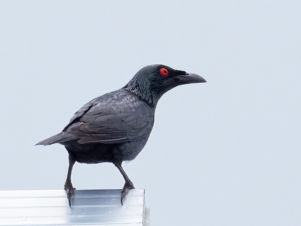 Asian Glossy Starling - ML470901551