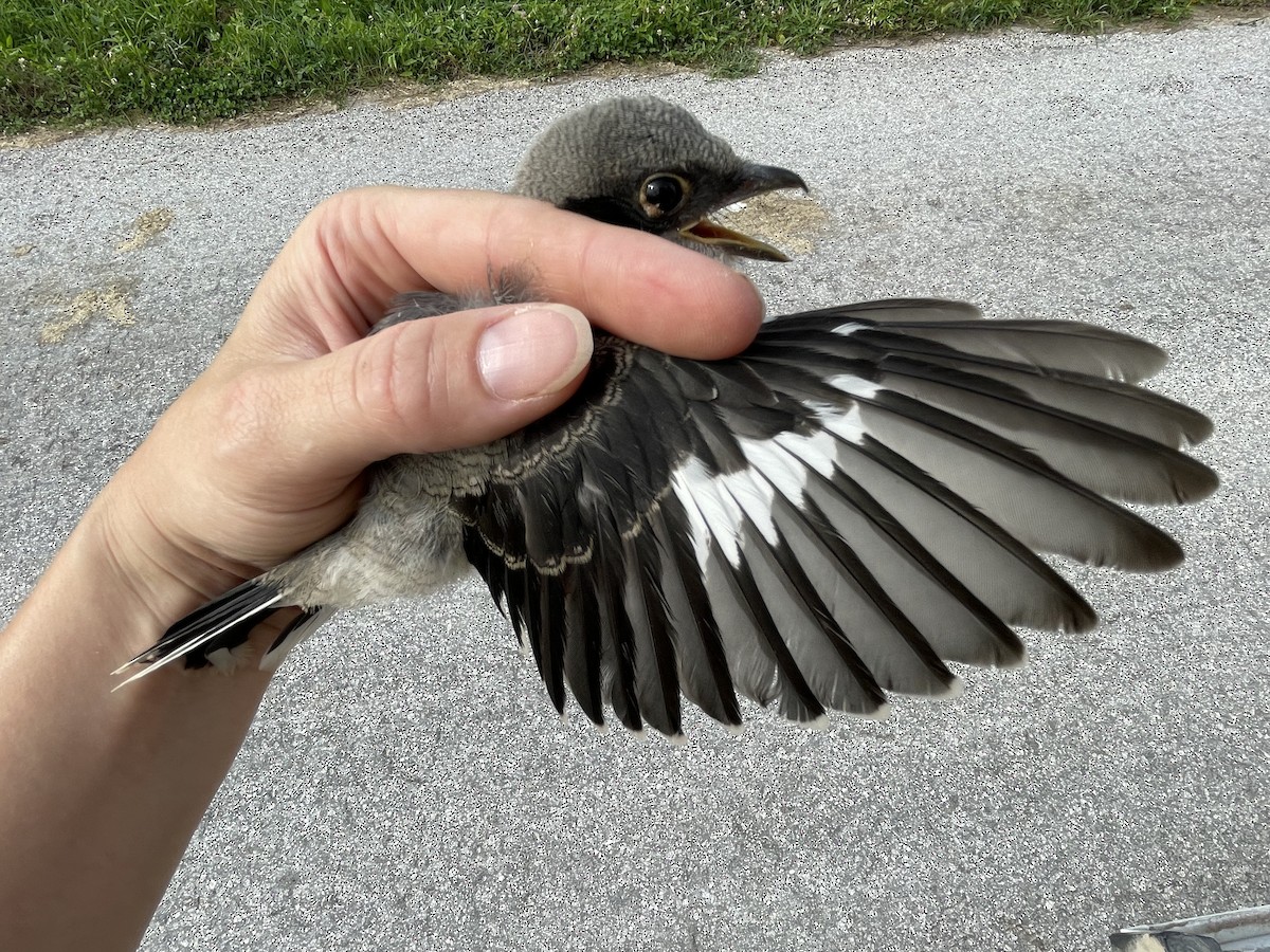 Loggerhead Shrike - Amy Kearns