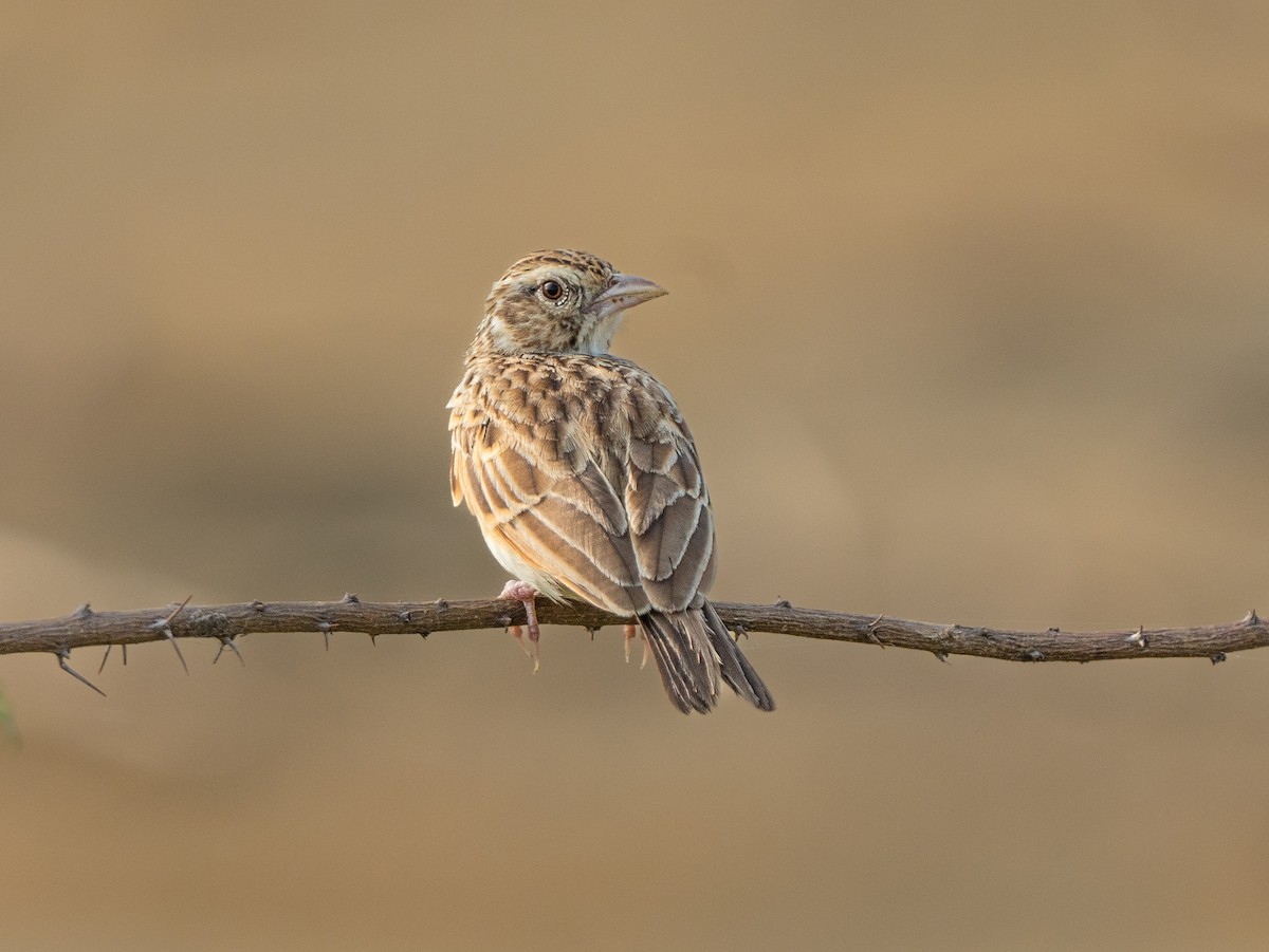 Indian Bushlark - ML470902111