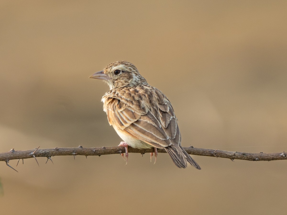 Indian Bushlark - ML470902121