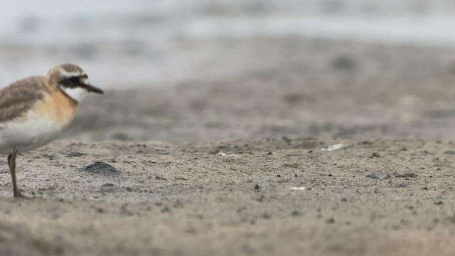 Siberian Sand-Plover - ML470902371