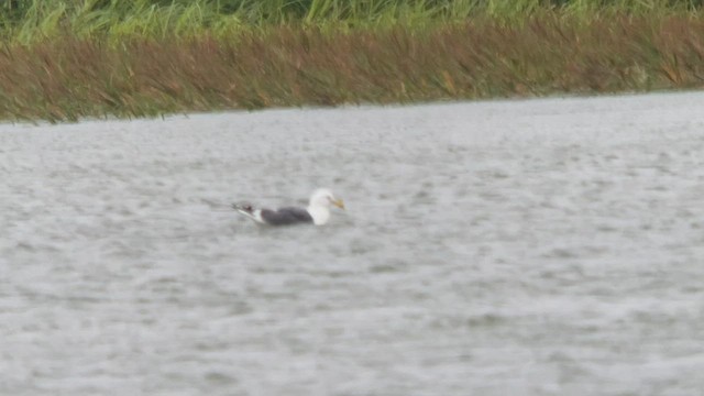 Slaty-backed Gull - ML470902461