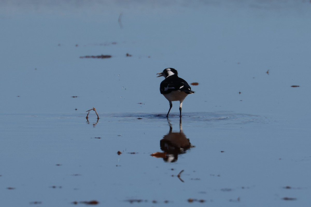 Magpie-lark - ML470902491