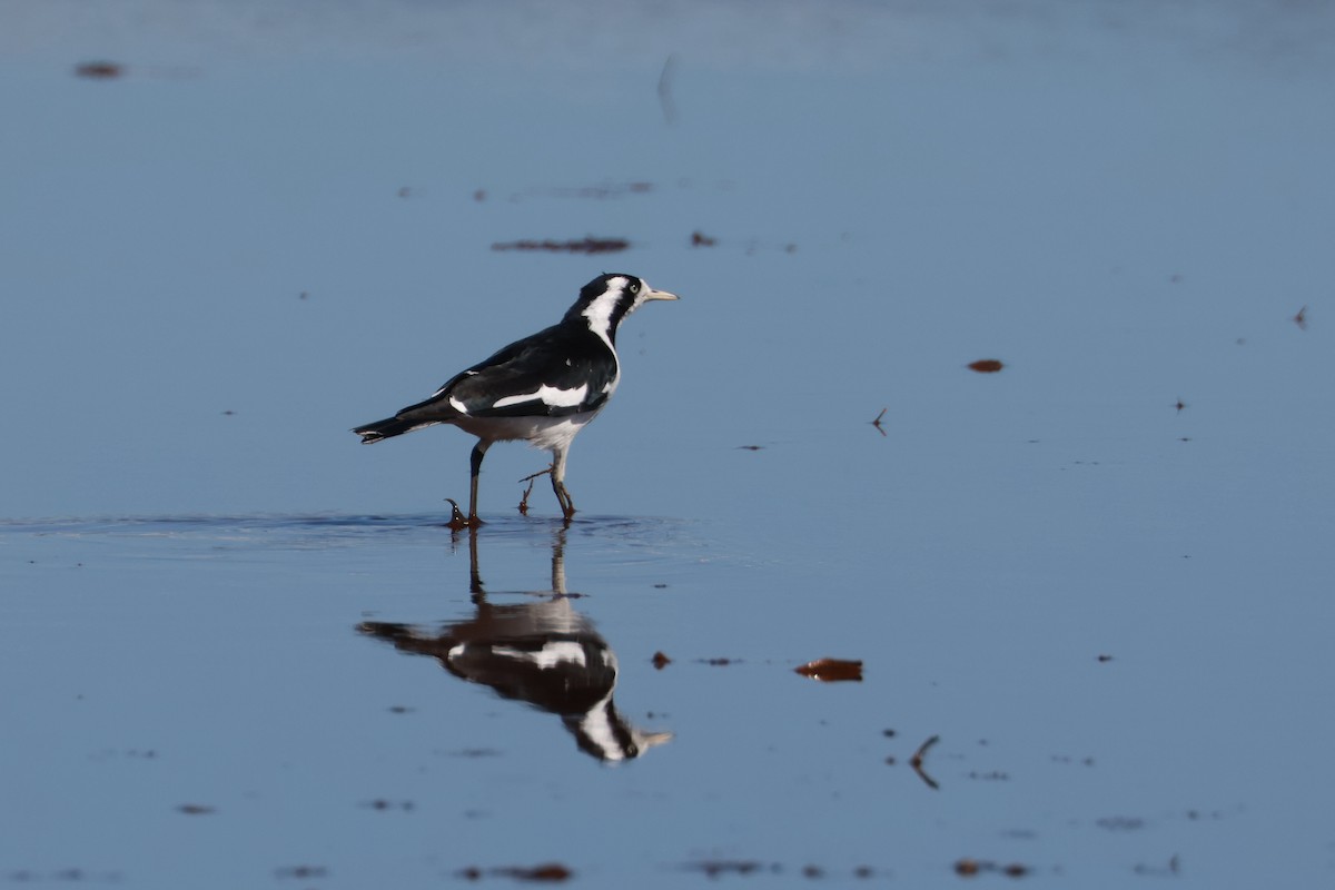 Magpie-lark - ML470902501