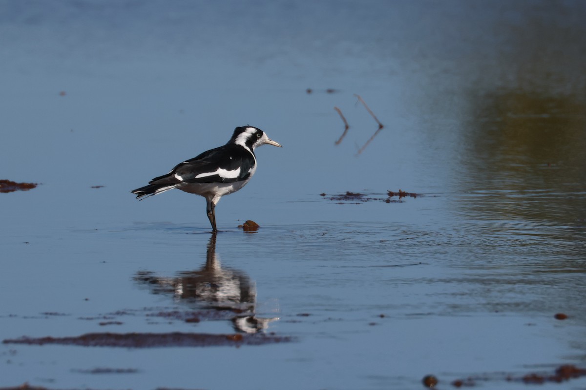 Magpie-lark - ML470902521