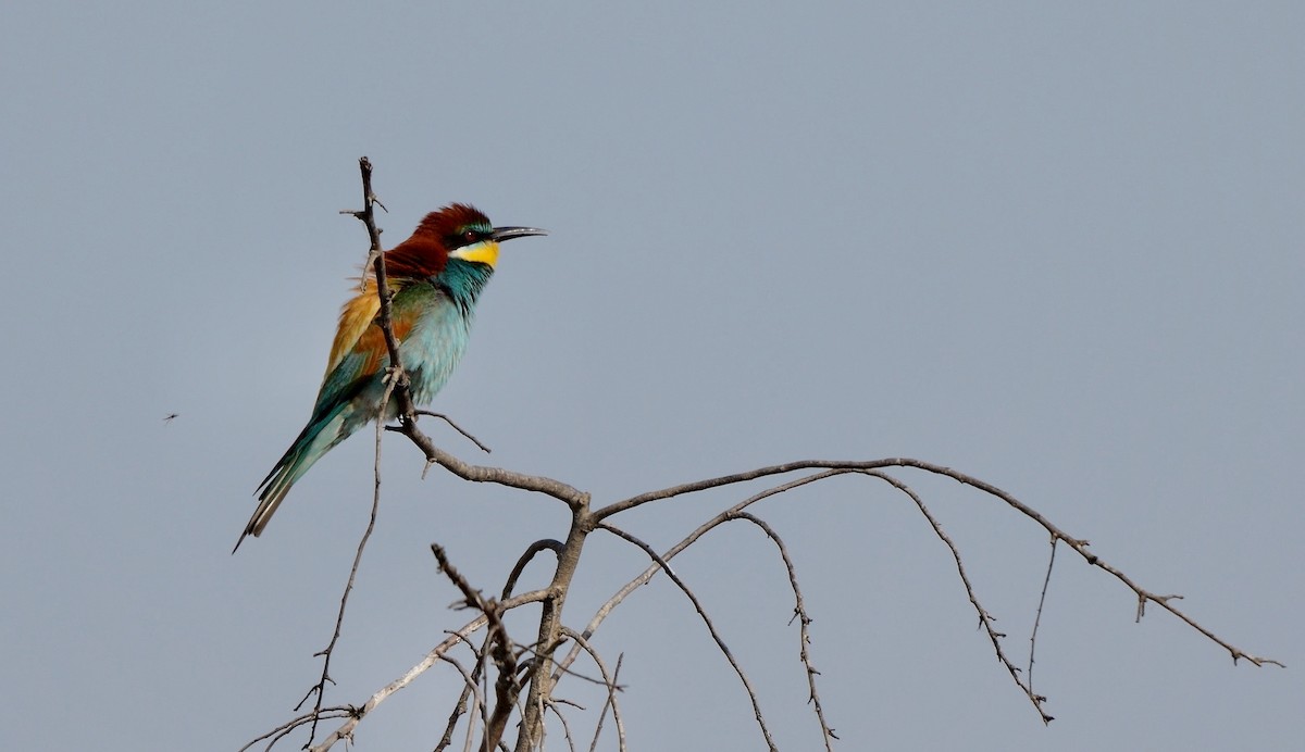 European Bee-eater - Greg Baker