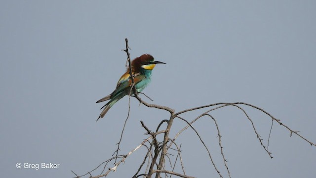 European Bee-eater - ML470902711