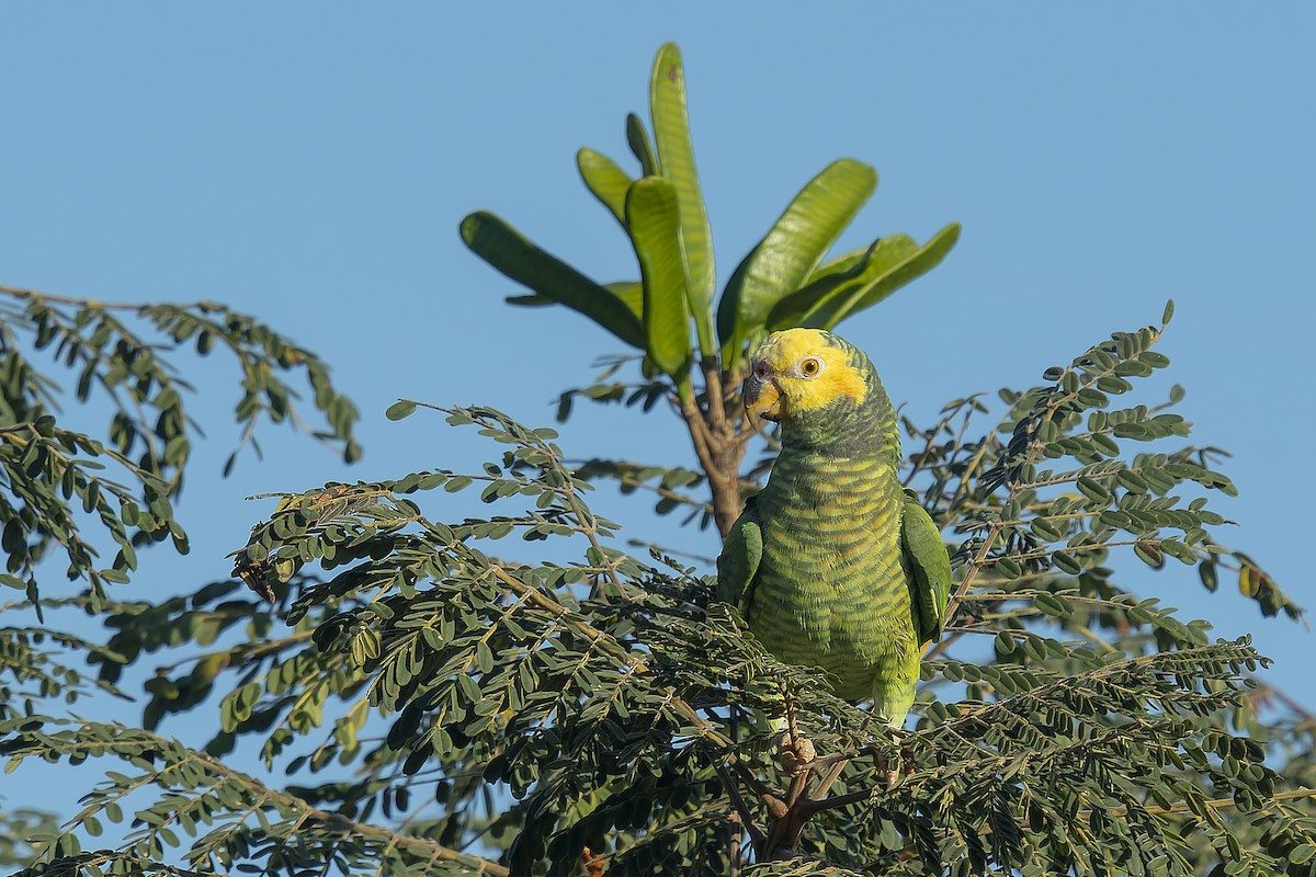 ワキアカボウシインコ - ML470902781