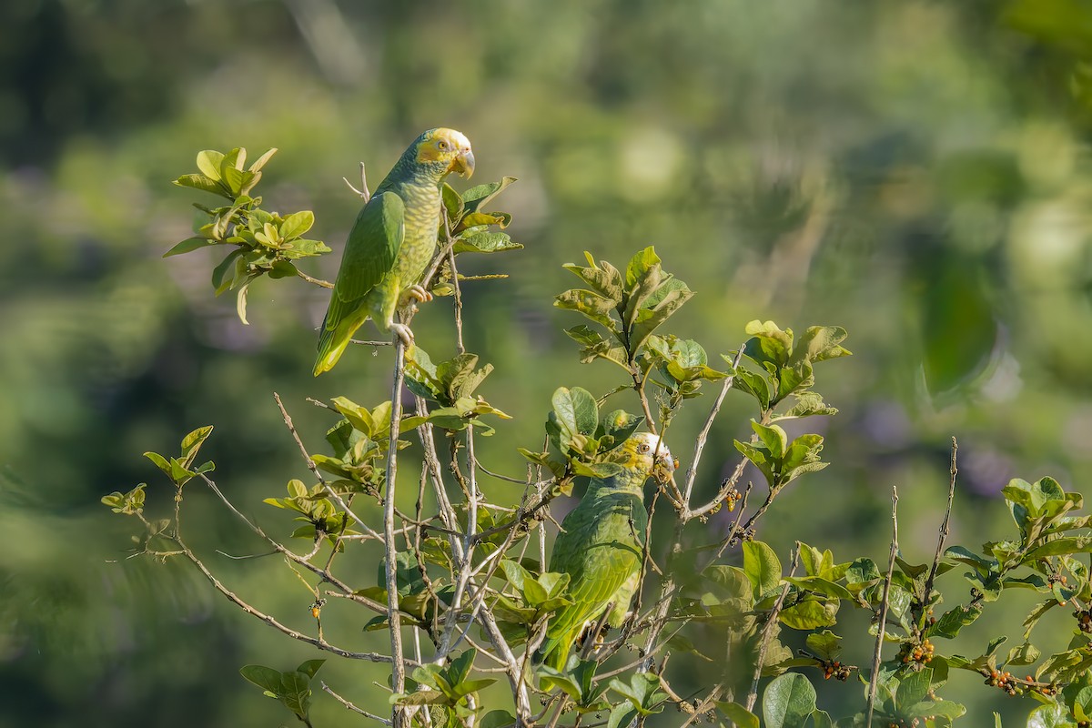 ワキアカボウシインコ - ML470902801